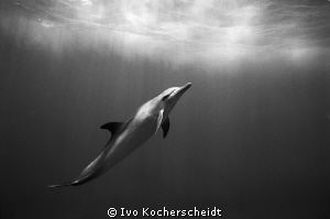 BOTTLENOSE DOLPHIN PHOTOGRAPHED OF THE SILVER BANKS
2DX ... by Ivo Kocherscheidt 